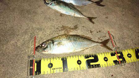 尺鯵登場!自己最高記録!