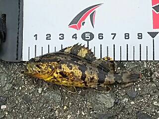 エビ撒きズボ釣り