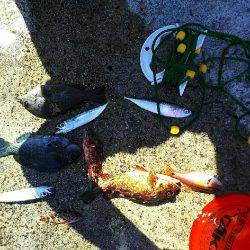 ガシラ メバル 強風のなか強引に穴釣り