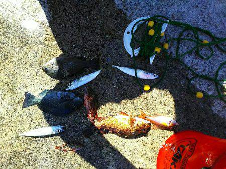 ガシラ メバル 強風のなか強引に穴釣り