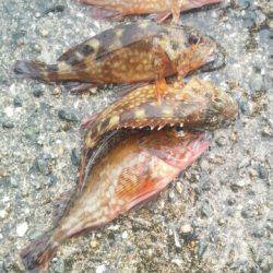 キュウセン美味しい。カサゴ美味しい。スズメダイも美味しい。