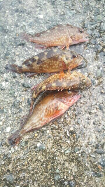 キュウセン美味しい。カサゴ美味しい。スズメダイも美味しい。