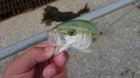 初ツバスゲット！