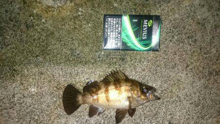 強風メバリング