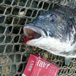 夢前川河口チニング