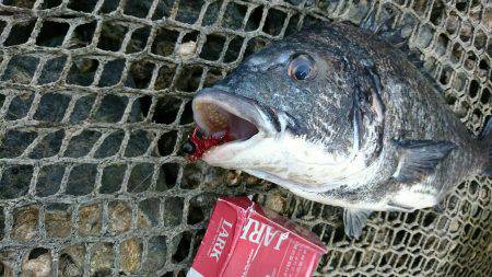 夢前川河口チニング