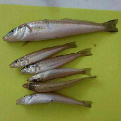 ちょい投げでキス