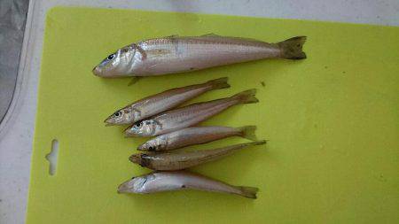 ちょい投げでキス