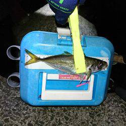 サーフのライトゲーム