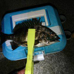 五目釣れたのですがぁ…