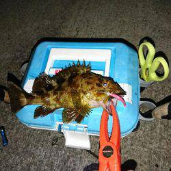 メバルの影が薄くなってきました