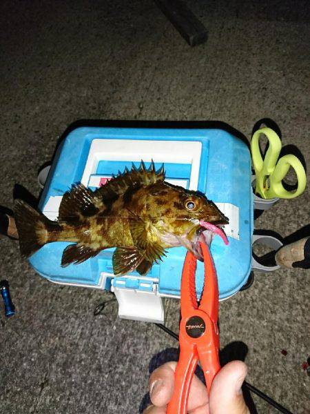 メバルの影が薄くなってきました