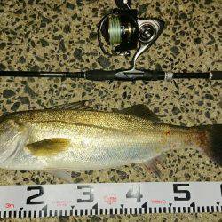 シーバスを求めて