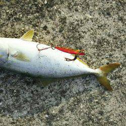 ツバス祭り継続中