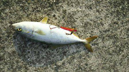 ツバス祭り継続中