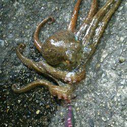 釣れない時期・・・にしとこう(笑)