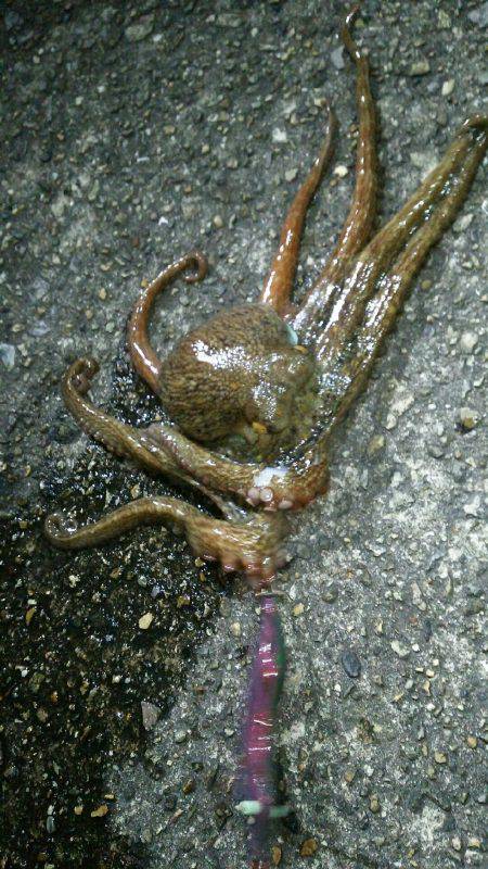 釣れない時期・・・にしとこう(笑)