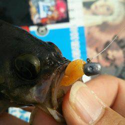 サイトフィッシングハマるわ~♪