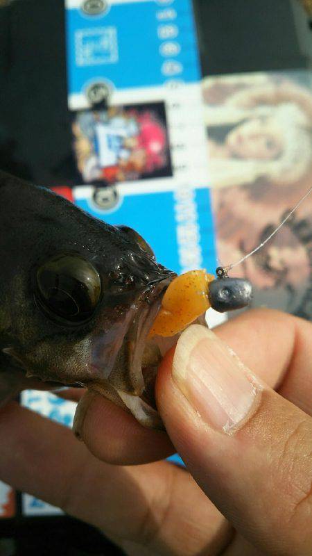 サイトフィッシングハマるわ~♪