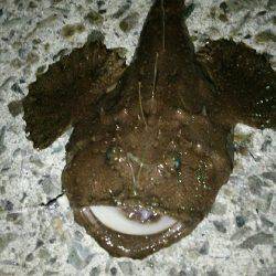 ジグ単でアンコウヒット(笑)