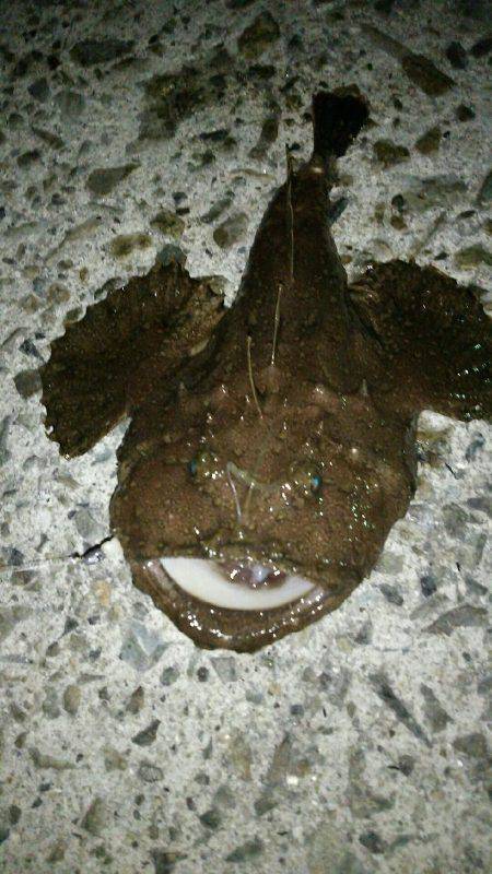 ジグ単でアンコウヒット(笑)