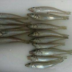 キスの投げ釣り