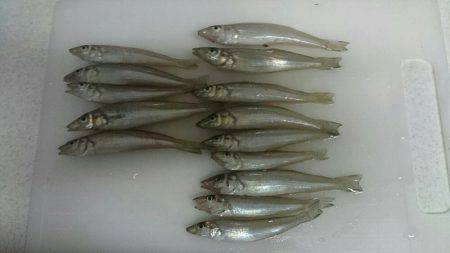 キスの投げ釣り