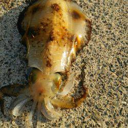 ちょっと小さめですが