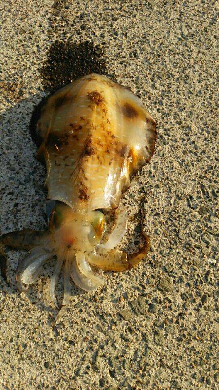 ちょっと小さめですが