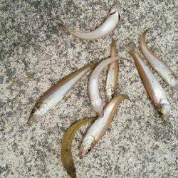 キス釣り行ってきました