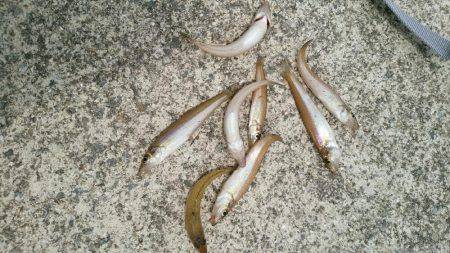 キス釣り行ってきました