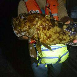 ドデカガシラ連発！