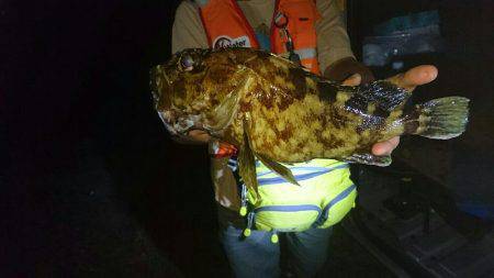 ドデカガシラ連発！