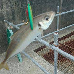 弱い者いじめ(^_^;)