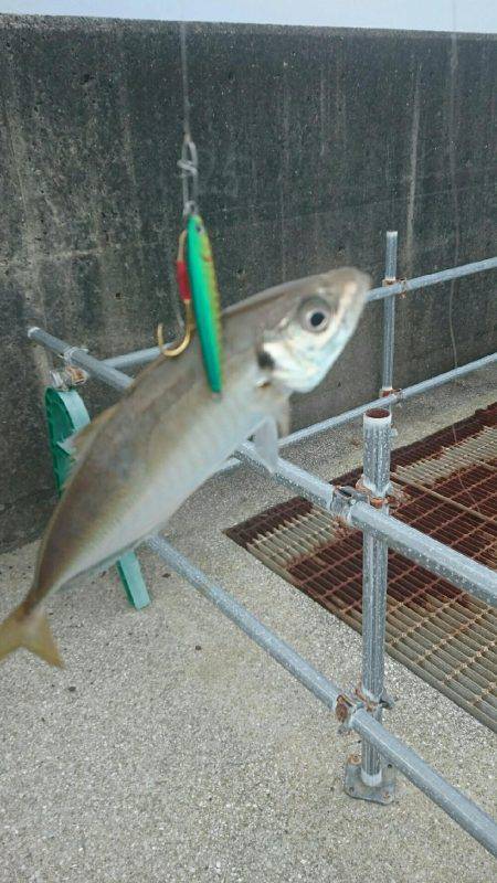 弱い者いじめ(^_^;)