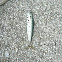 続 弱い者いじめ