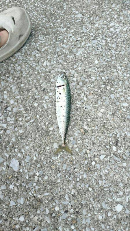 続 弱い者いじめ