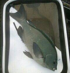 赤島１級磯にて梅雨グレ爆釣