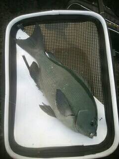 赤島１級磯にて梅雨グレ爆釣