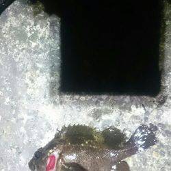 トップで出ました。