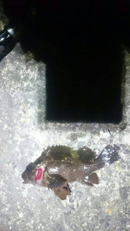 トップで出ました。