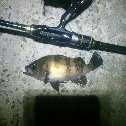 キワキワメバリング