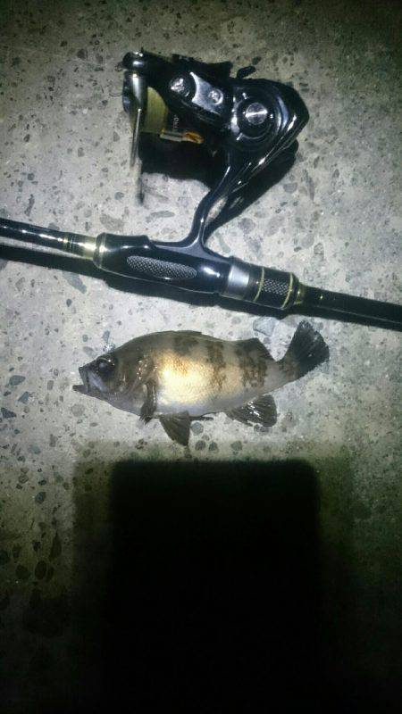 キワキワメバリング