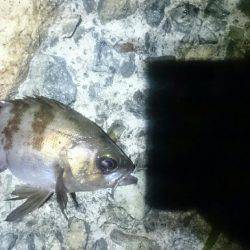 久しぶりです。