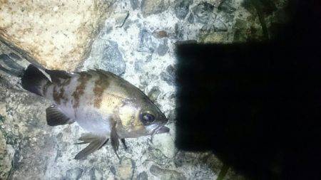 久しぶりです。