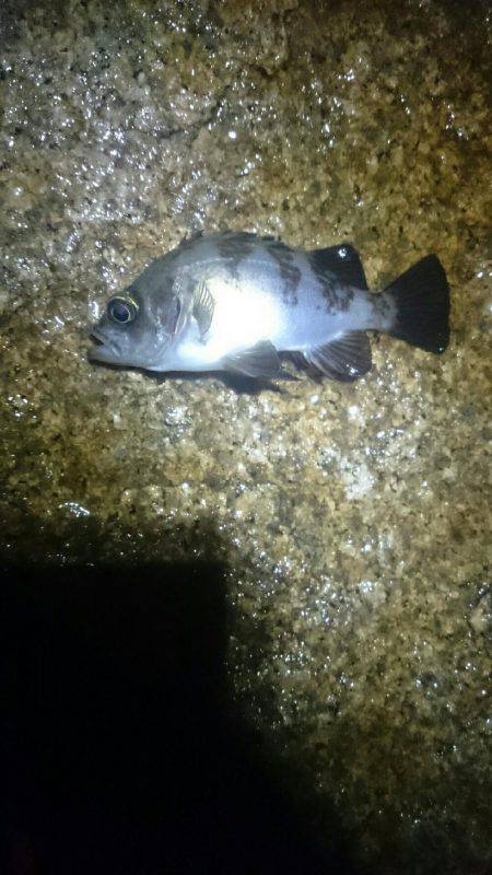 雨にも負けず。