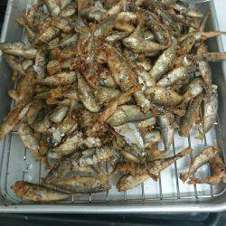 豆アジが湧いている