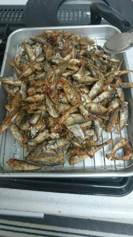 豆アジが湧いている