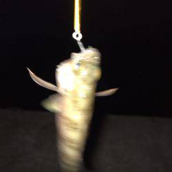 雷雨でずぶ濡れ!!メバリング