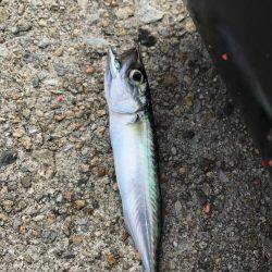 神戸 和田防フカセ